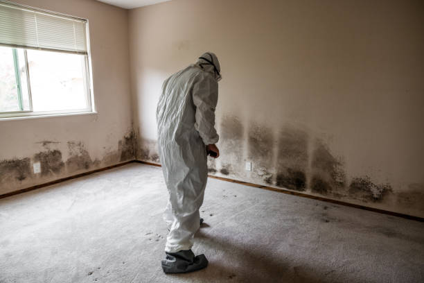 Best Mold Removal and Inspection  in Richfield, MN